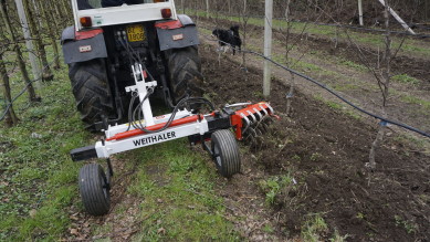 Rollhacke Weithaler Baumanpflanzung